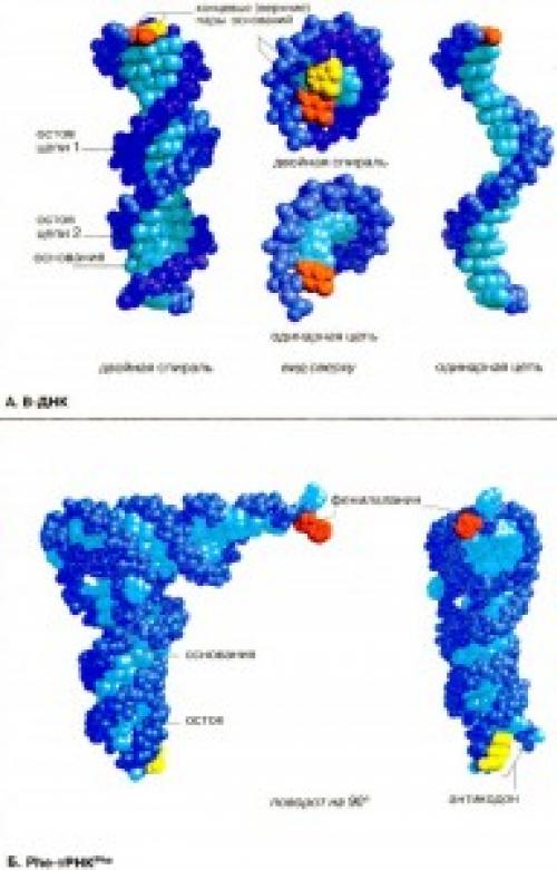 Интересные факты о нуклеиновых кислотах биология. Интересные факты о ДНК