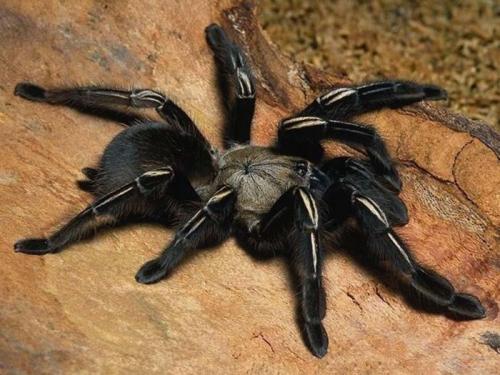 Почему паук не насекомое википедия. Паук – это насекомое или нет? Основные отличия