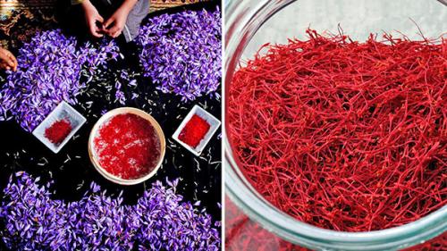 Как использовать Шафран в лечебных целях. Знакомство с титулованным шафраном