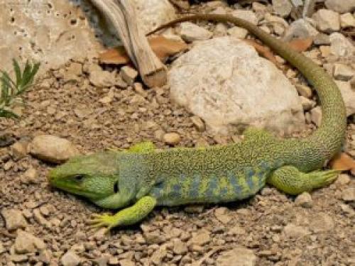 Кремниевая ящерица. Виды ящериц, названия