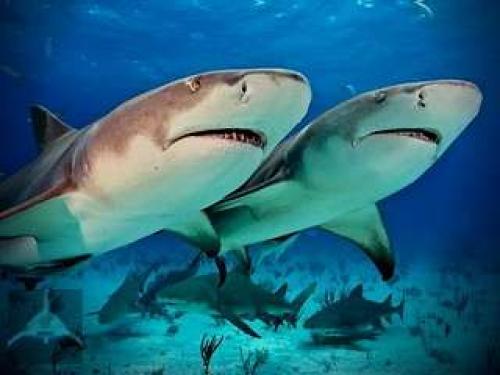 Как размножаются акулы