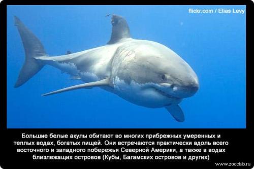 Интересные факты о акуле белой. 34 факта о жизни белых акул