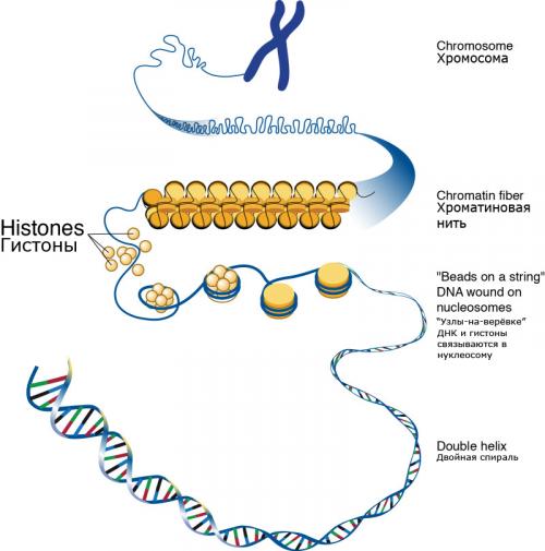 Как в молекулах ДНК хранится генетическая информация. Наследственная информация хранится не только в ДНК