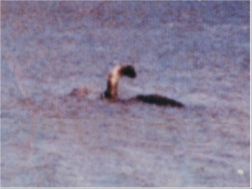 Чудовище шамп. Шамп – загадочное чудовище озера Шамплейн