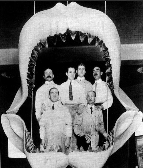 Мегалодон. Описание мегалодона