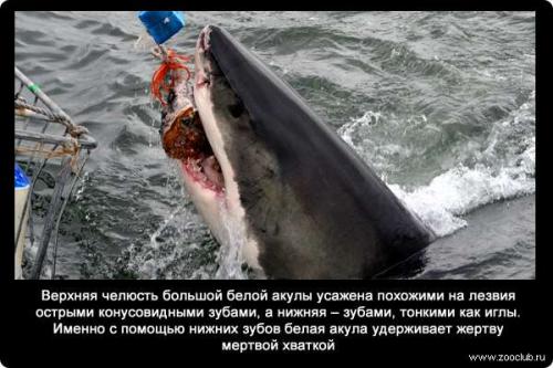 Интересные факты о акуле белой. 34 факта о жизни белых акул