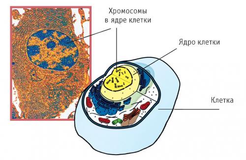 Геном это. Наследственность и хромосомы