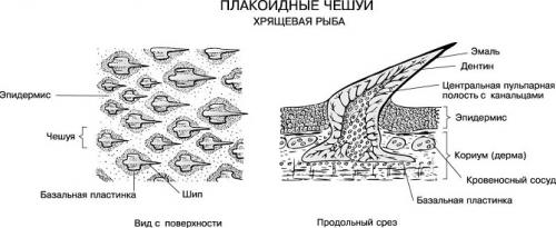 Китовая акула. Кожа и окрас