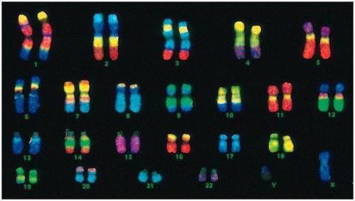 Наследственная информация в клетке закодирована в. Каков генетический код человека?