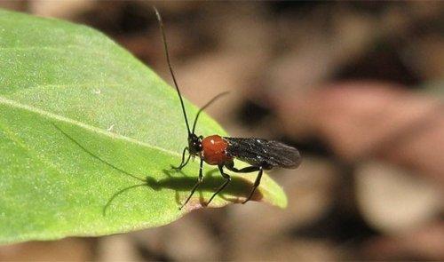 Интересные факты о рнк. Поразительные факты о ДНК в закладки 13