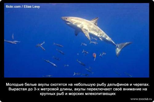 Интересные факты о акуле белой. 34 факта о жизни белых акул