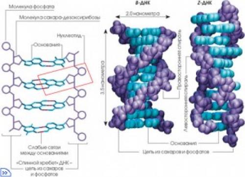 Интересные факты о нуклеиновых кислотах биология. Интересные факты о ДНК