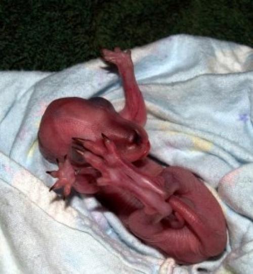 Интересные факты о ДНК человека. 23 интересных факта о ДНК