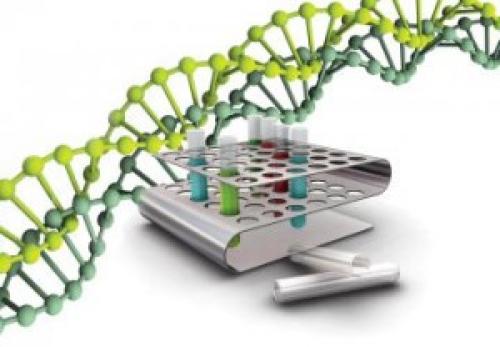 Интересные факты о ДНК человека. 23 интересных факта о ДНК