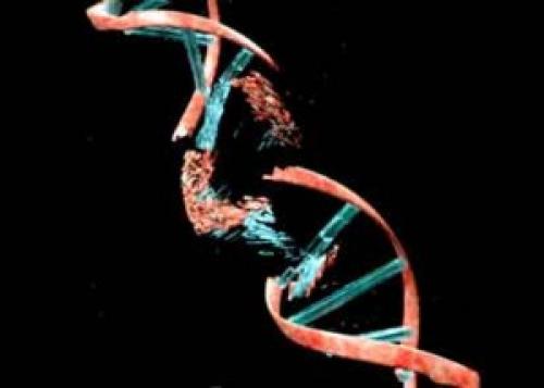 Интересные факты о ДНК человека. 23 интересных факта о ДНК