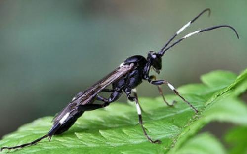 Интересные факты о ДНК человека. 23 интересных факта о ДНК