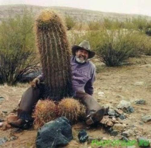 Интересные факты о ДНК человека. 23 интересных факта о ДНК