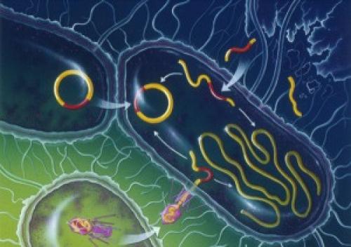 Интересные факты о ДНК человека. 23 интересных факта о ДНК