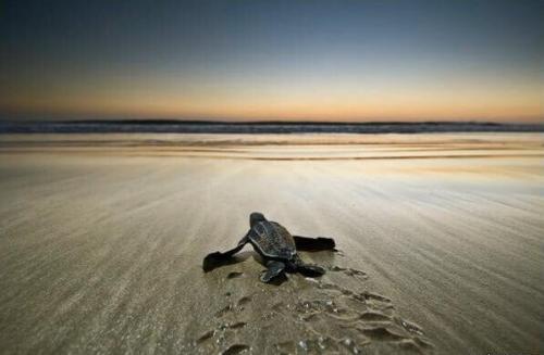 Как Вселенная реагирует на намерение. # Каждый день совершайте шаги, которые приближают вас к лучшей жизни