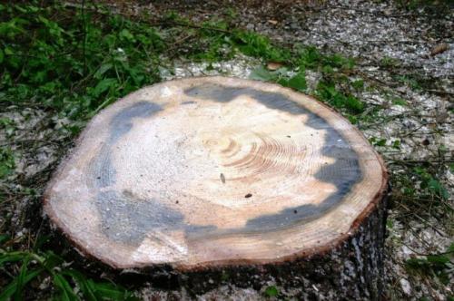 Гниль древесины. Разновидности гнили древесины