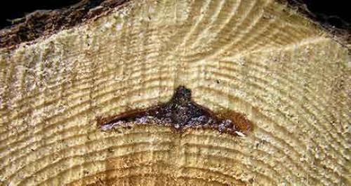 Гниль древесины. Разновидности гнили древесины