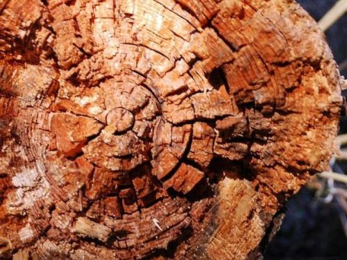 Гниль древесины. Разновидности гнили древесины