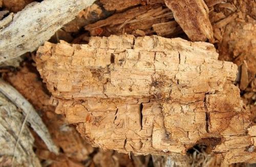 Гниль древесины. Разновидности гнили древесины