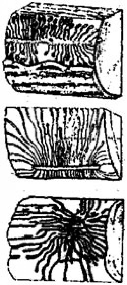 Червоточины древесины. Пороки дерева и древесины -