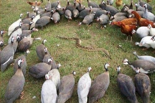 Troubleshooter, как стать. Как стать траблшутером