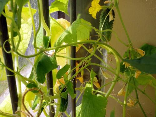 Капельный полив на балконе своими руками. Еще раз про правильный полив балконного огорода