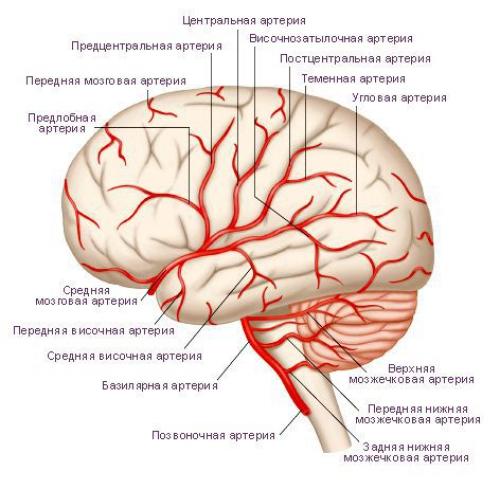 Как лечить сосуды головного мозга и чем. Патогенез хронической ишемии головного мозга 01 Как лечить сосуды головного мозга и чем. Патогенез хронической ишемии головного мозга 01