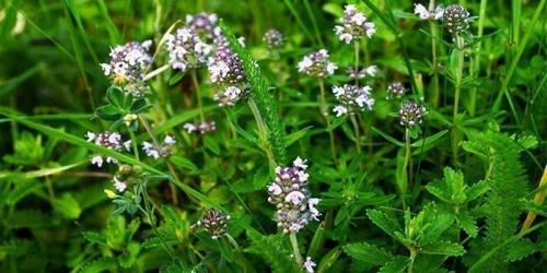 Экспресс-лечение: как вылечить кашель за один день 04 Экспресс-лечение: как вылечить кашель за один день 04