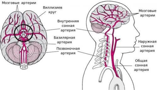 Признаки и симптомы инсульта. Обследование пациентов с инсультом 03 Признаки и симптомы инсульта. Обследование пациентов с инсультом 03
