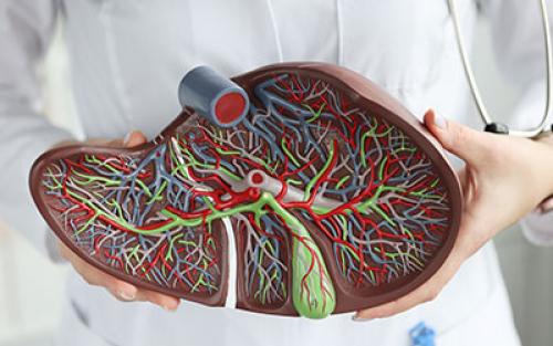 Влияет ли кодировка на печень. Влияние алкоголя на печень