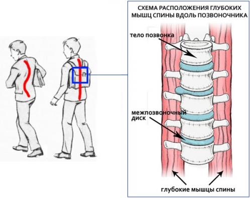 Лечебная физкультура при заболеваниях позвоночника. Поясница 02 Лечебная физкультура при заболеваниях позвоночника. Поясница 02