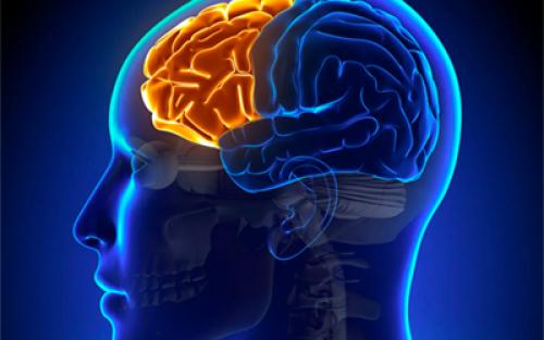 Нарушение мышления при алкоголизме. Влияние этанола на разные зоны мозга