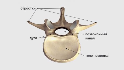 Бег и остеохондроз: риски и преимущества 02 Бег и остеохондроз: риски и преимущества 02