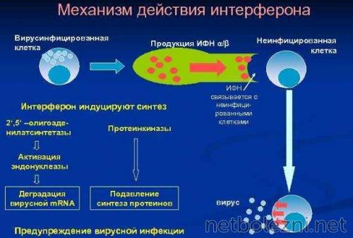 Защитите себя: лучшие напитки для профилактики коронавируса 04 Защитите себя: лучшие напитки для профилактики коронавируса 04