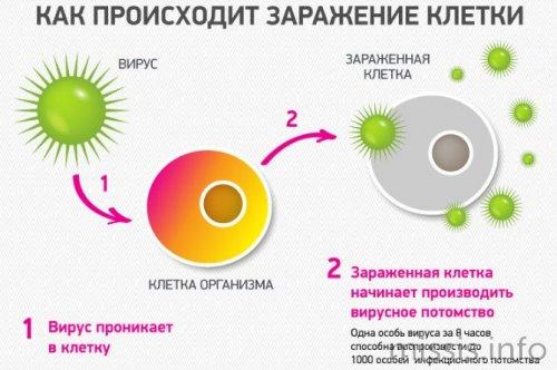 Как отличить выздоровление от рецидива: признаки выздоровления при коронавирусе у взрослых 01 Как отличить выздоровление от рецидива: признаки выздоровления при коронавирусе у взрослых 01