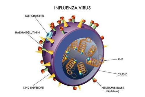 Противовирусные препараты от простуды. Противовирусные средства от гриппа: основные механизмы действия