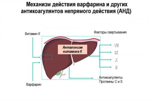 Антикоагулянты препараты. Варфарин и новые антикоагулянты