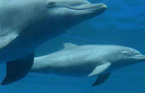 Коронавирус и домашние животные: риск заражения 05 Коронавирус и домашние животные: риск заражения 05