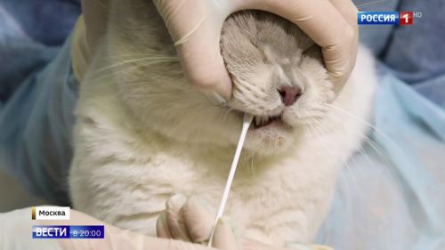 Могут ли домашние животные быть источником коронавируса для людей. Четвероногие носители вируса: могут ли животные быть опасными для хозяев и окружающих