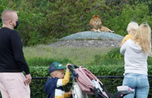 Коронавирус и домашние животные: риск заражения 04 Коронавирус и домашние животные: риск заражения 04