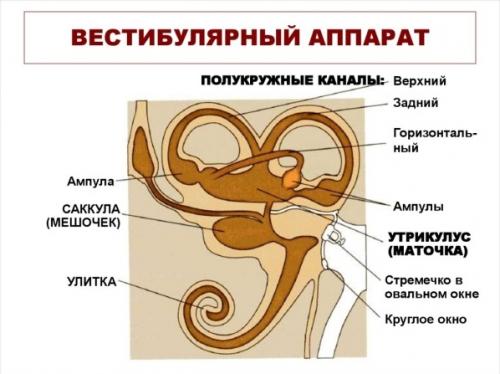 Головокружение при вставании и когда ложишься. Почему возникает головокружение? 03 Головокружение при вставании и когда ложишься. Почему возникает головокружение? 03