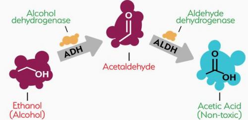Чем опасен алкоголь для здоровья. О вреде пьянства: негативное влияние алкоголя 05