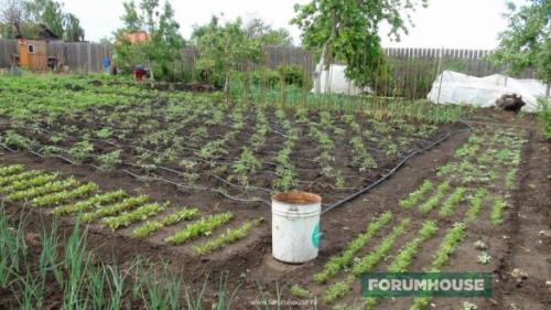 Капельный полив под геотекстиль. Капельный полив: капельницы, спринклеры, микроразбрызгиватели