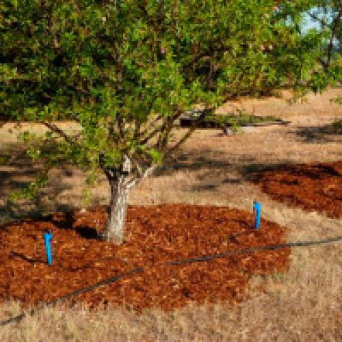 Что такое капельный полив. Капельный полив своими руками