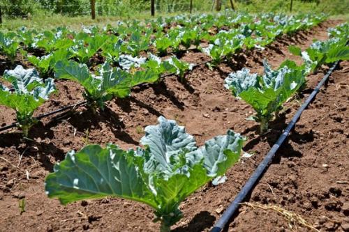 Капельный полив под геотекстиль. Капельный полив: капельницы, спринклеры, микроразбрызгиватели