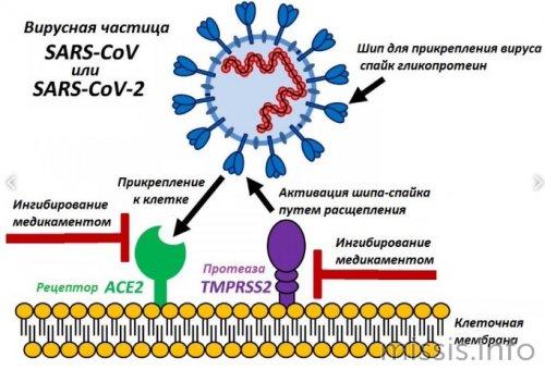 В поисках спасения: как ученые работают над изобретением лекарства от коронавируса 04 В поисках спасения: как ученые работают над изобретением лекарства от коронавируса 04